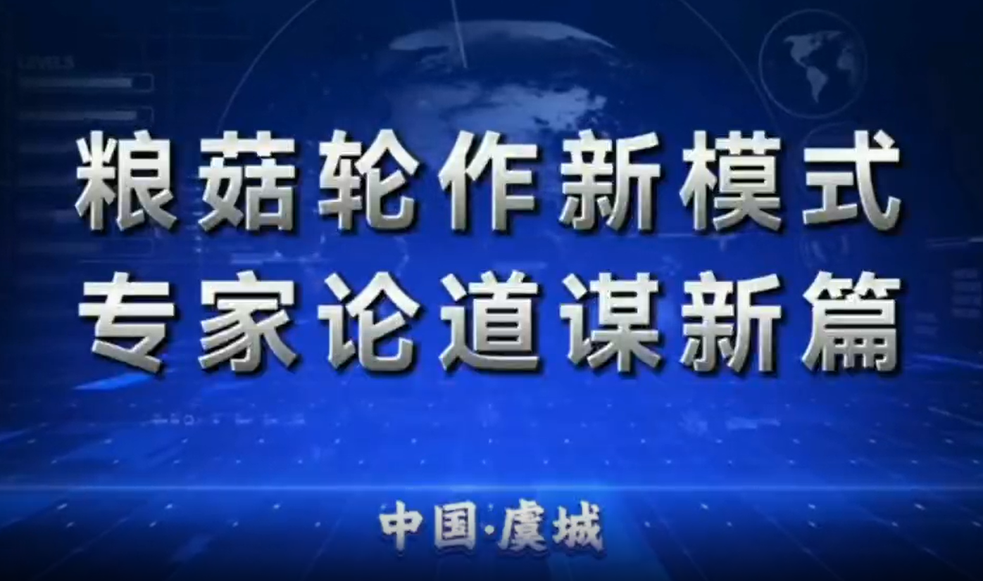 河南虞城“粮菇双收”蹚出农业高质量发展新路径
