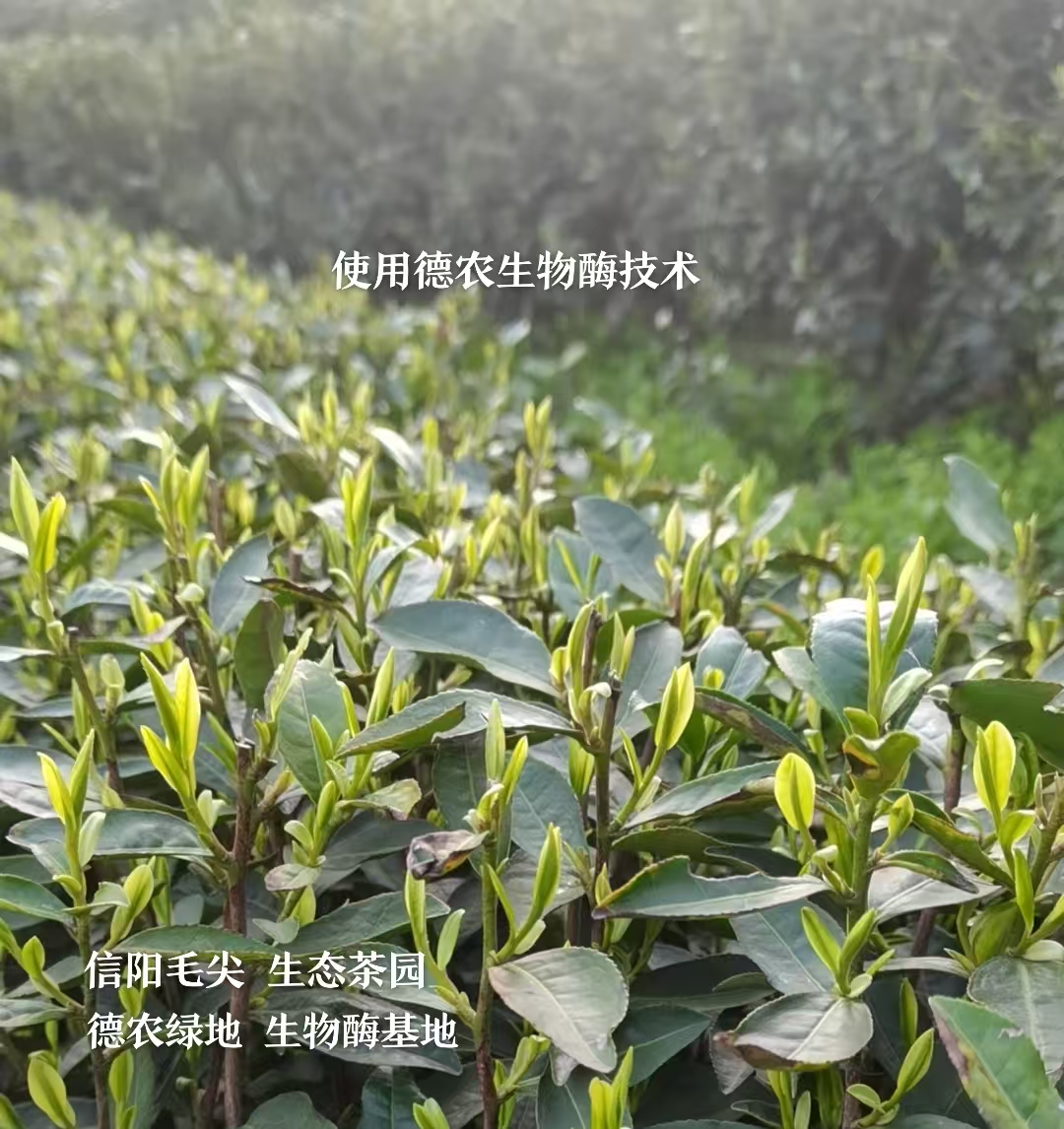 酶铸好茶 香飘世界