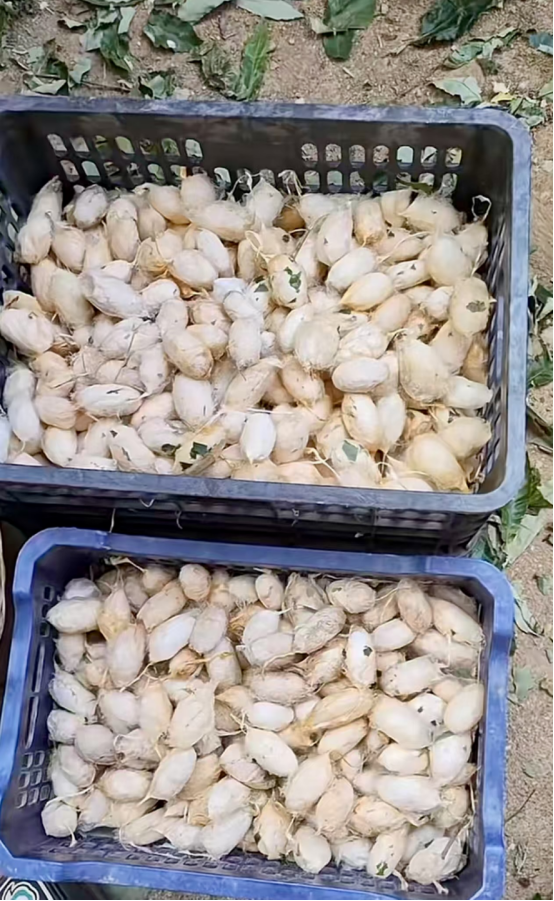 河南南召板山坪镇:严守禁烧底线 守护蓝天净土